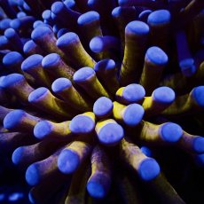 画像2: Coral Focus ハナサンゴ  Gold RARE  M-size No.9 (2)