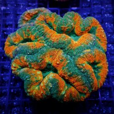 画像1: Coral Focus ハナガタサンゴ　Pachysepta M No.4 (1)