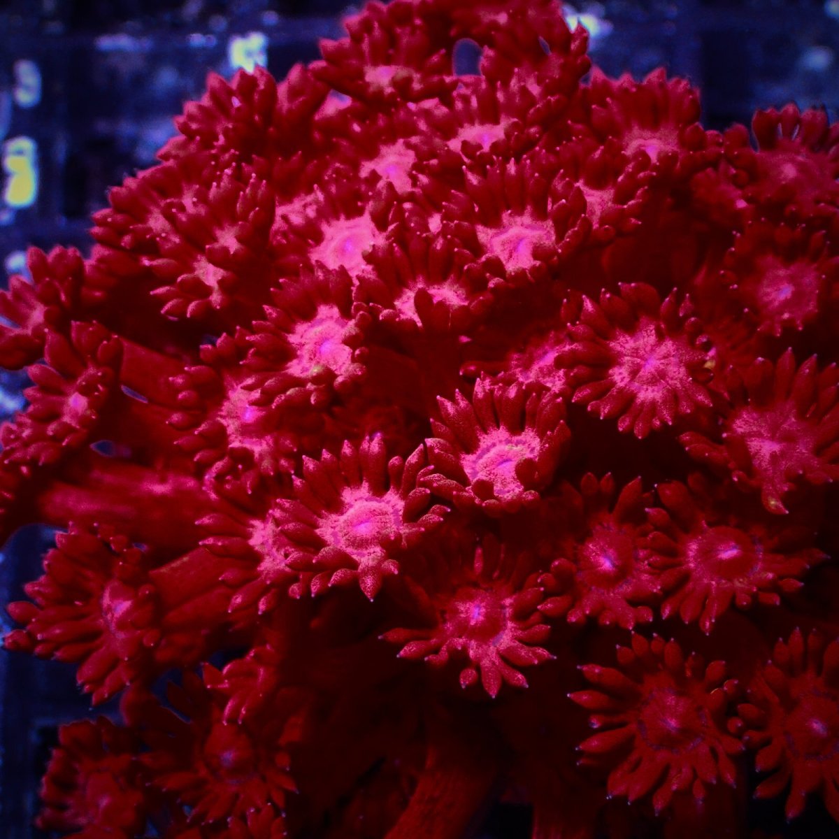 画像2: Coral Focus ハナガササンゴ Goniopora Red/Pink M (2)