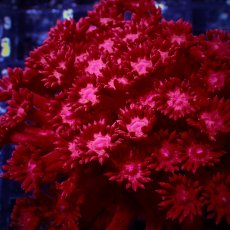 画像2: Coral Focus ハナガササンゴ Goniopora Red/Pink M (2)