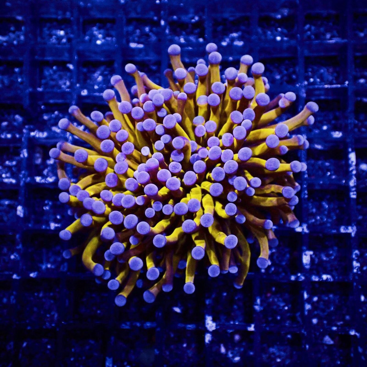 画像1: Coral Focus ハナサンゴ  Gold RARE  S-size No.8 (1)