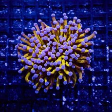 画像1: Coral Focus ハナサンゴ  Gold RARE  S-size No.8 (1)