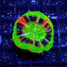 画像1: Coral Focus スコリミア UNUSUAL RARE (1)