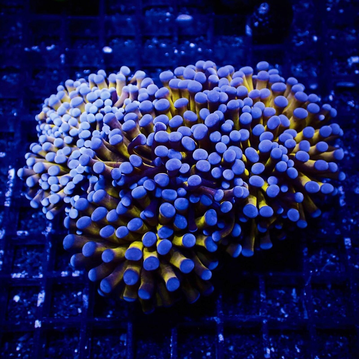 画像1: Coral Focus ハナサンゴ  Gold RARE  M-size No.9 (1)