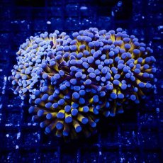 画像1: Coral Focus ハナサンゴ  Gold RARE  M-size No.9 (1)
