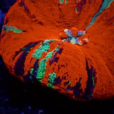 画像2: Coral Focus スコリミア WarPaint No.9 (2)
