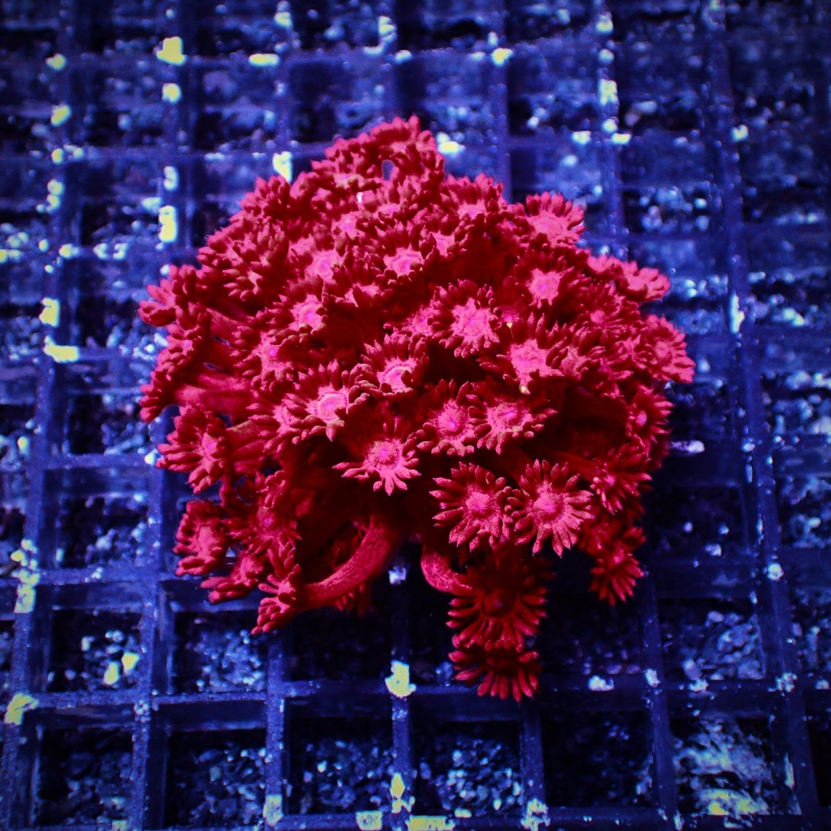 画像1: Coral Focus ハナガササンゴ Goniopora Red/Pink M (1)