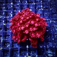 画像1: Coral Focus ハナガササンゴ Goniopora Red/Pink M (1)