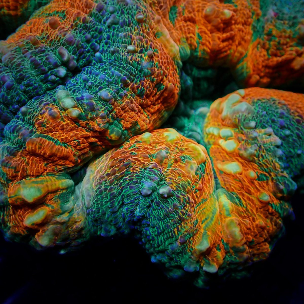 画像2: Coral Focus ハナガタサンゴ　Pachysepta M No.4 (2)