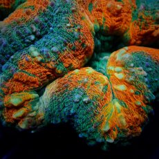 画像2: Coral Focus ハナガタサンゴ　Pachysepta M No.4 (2)