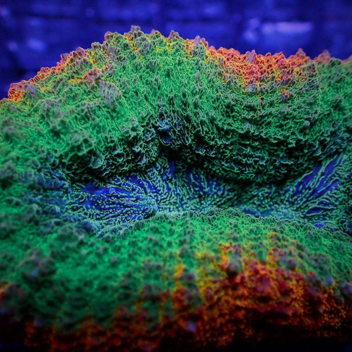 画像2: Coral Focus ハナガタサンゴ Lobo.Hemprichii XS (2)