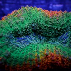 画像2: Coral Focus ハナガタサンゴ Lobo.Hemprichii XS (2)
