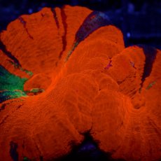 画像2: Coral Focus スコリミア WarPaint No.8 (2)