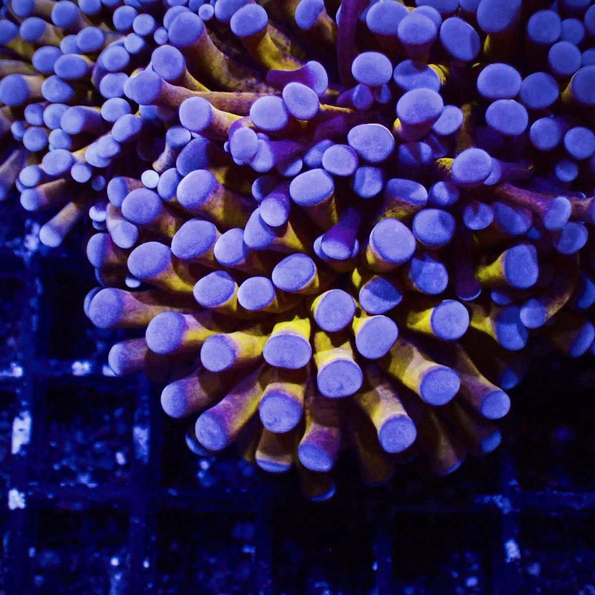 画像3: Coral Focus ハナサンゴ  Gold RARE  M-size No.9 (3)