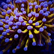 画像2: Coral Focus ハナサンゴ  Gold RARE  S-size No.8 (2)
