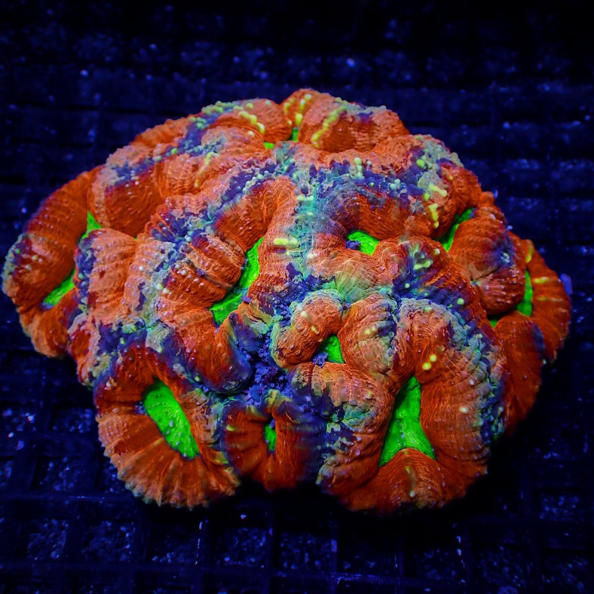 画像1: Coral Focus ハナガタサンゴ　Pachysepta L No.5 (1)