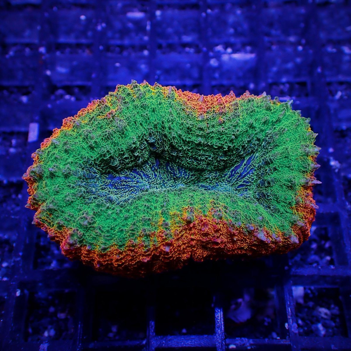画像1: Coral Focus ハナガタサンゴ Lobo.Hemprichii XS (1)