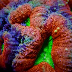 画像2: Coral Focus ハナガタサンゴ　Pachysepta L No.5 (2)