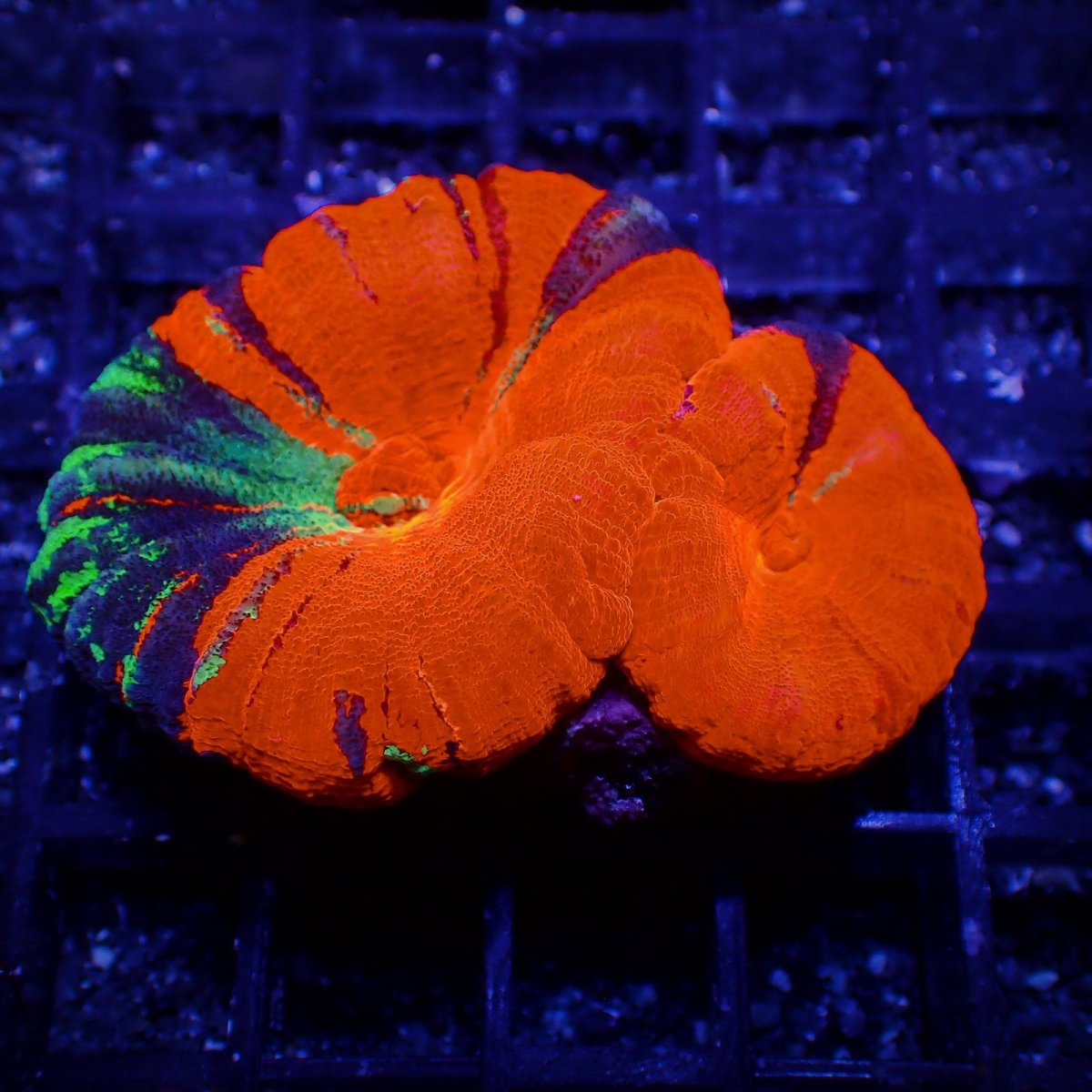 画像1: Coral Focus スコリミア WarPaint No.8 (1)