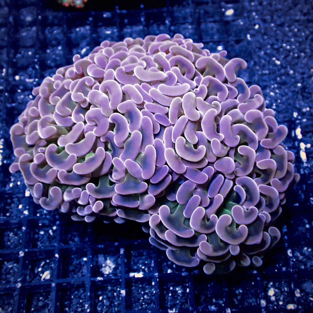 画像1: Coral Focus ナガレハナサンゴ  Pink/Gold Green Stem M-size (1)