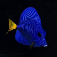 画像1: パープルタン　M (1)