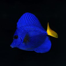 画像2: パープルタン　M (2)