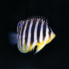画像2: シマヤッコ 国内ブリード (2)