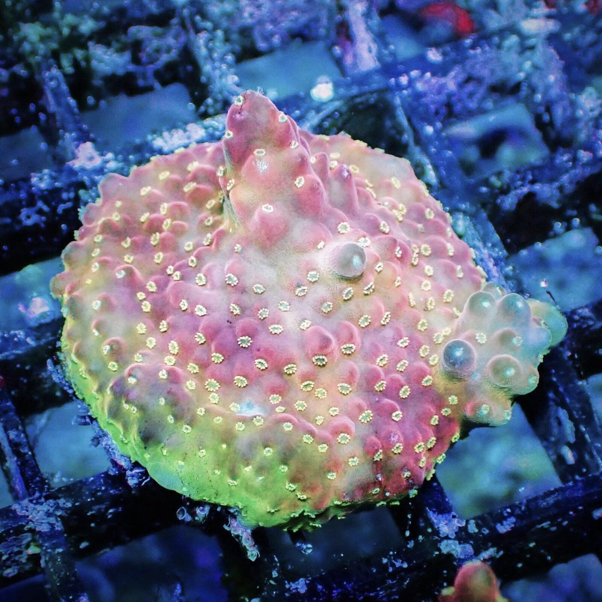 画像1: CE Acro Cherry Blossom No.1 (1)