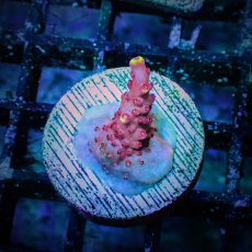 画像1: CE Acro Fox Flame (1)