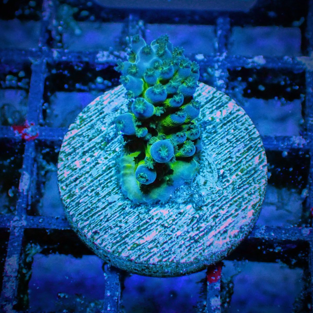 画像1: CE Acro Tortuosa No.2 (1)