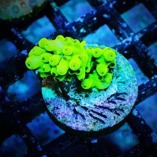 CE Acro PC Rainbow - 海水魚専門店 ceppo onlinestore