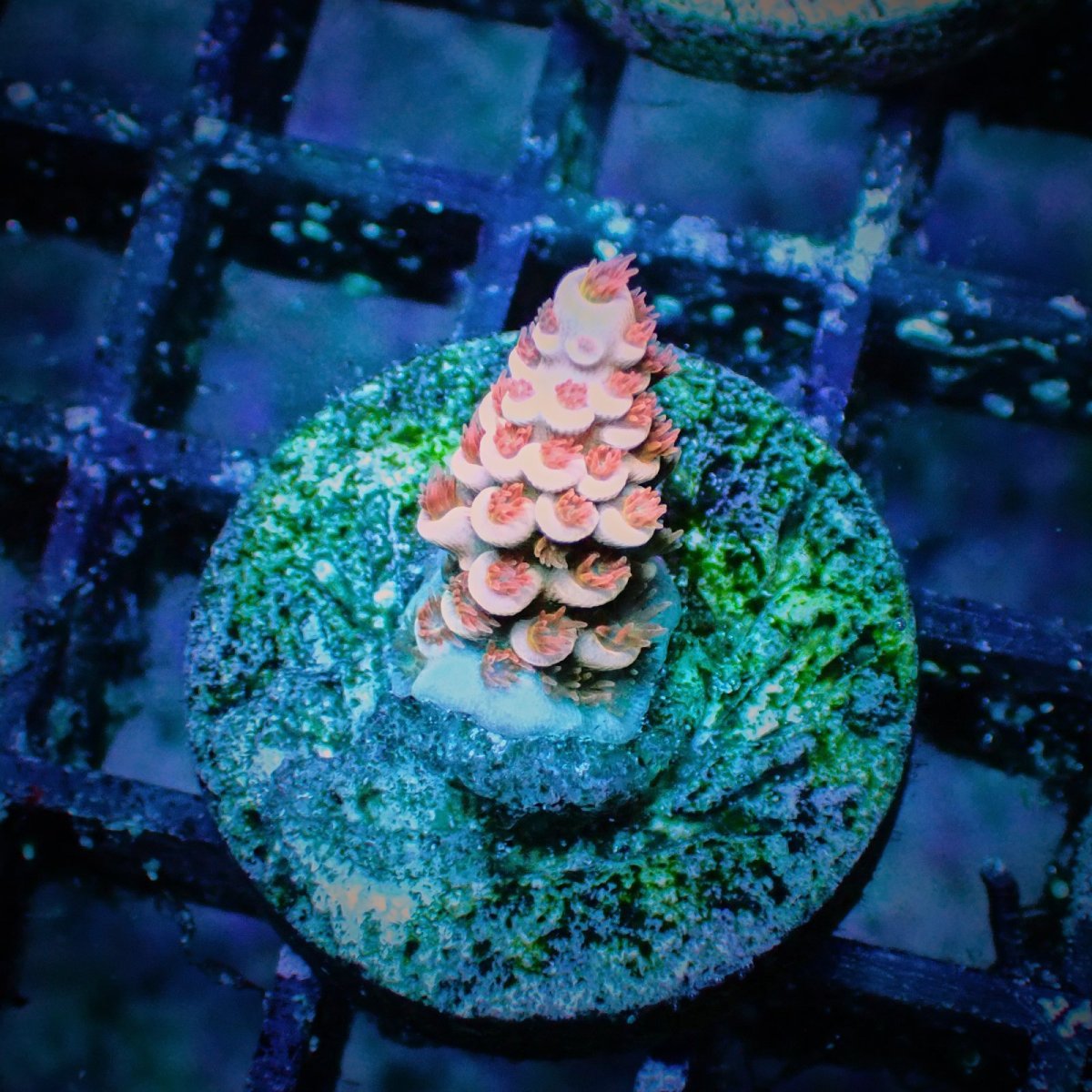 画像1: CE Acro Cherry Bomb (1)