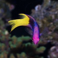 画像2: キューバンホグフィッシュ S (2)