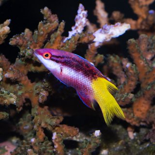 海水魚