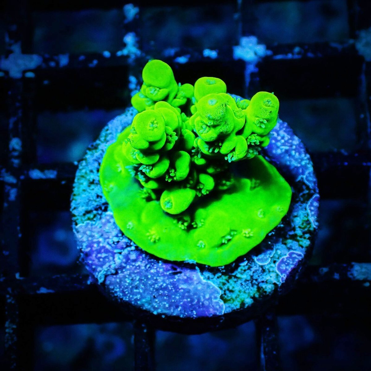 画像1: CE Acro Aculeus No.3 (1)