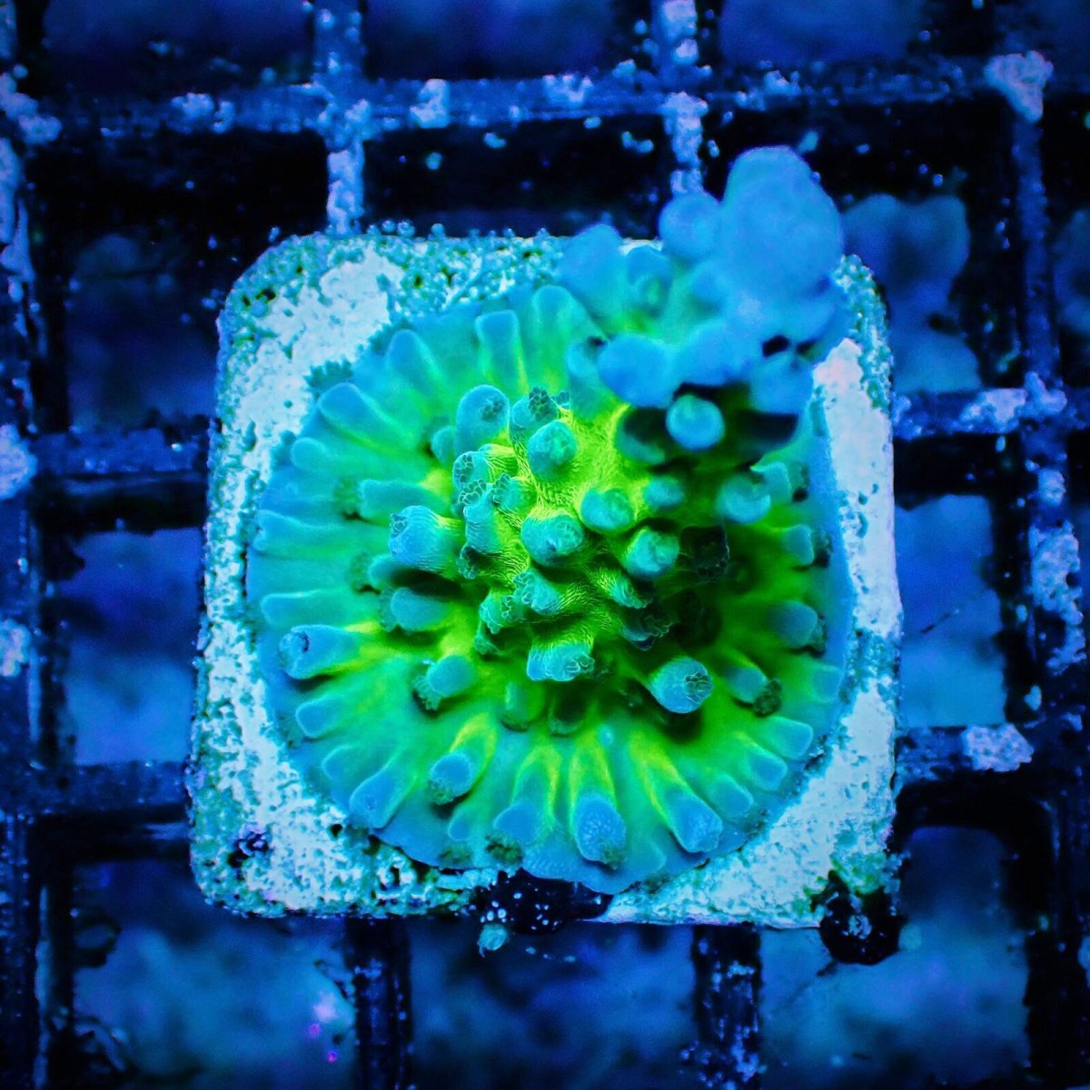 画像1: CE Acro Tortuosa No.1 (1)