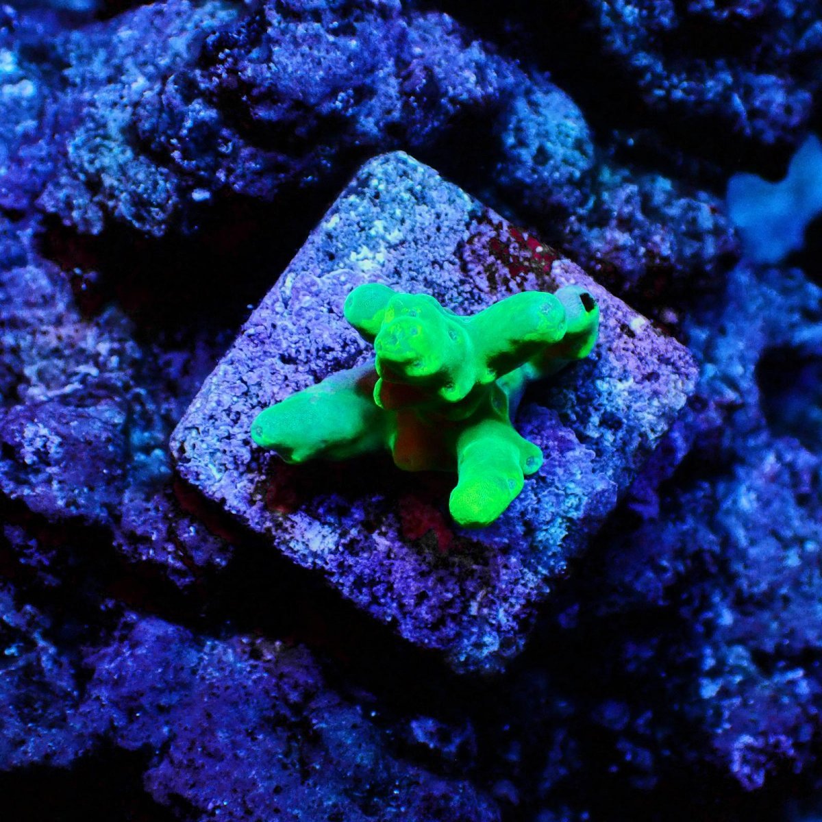 画像1: N's Acro KODAMA Frag  (1)