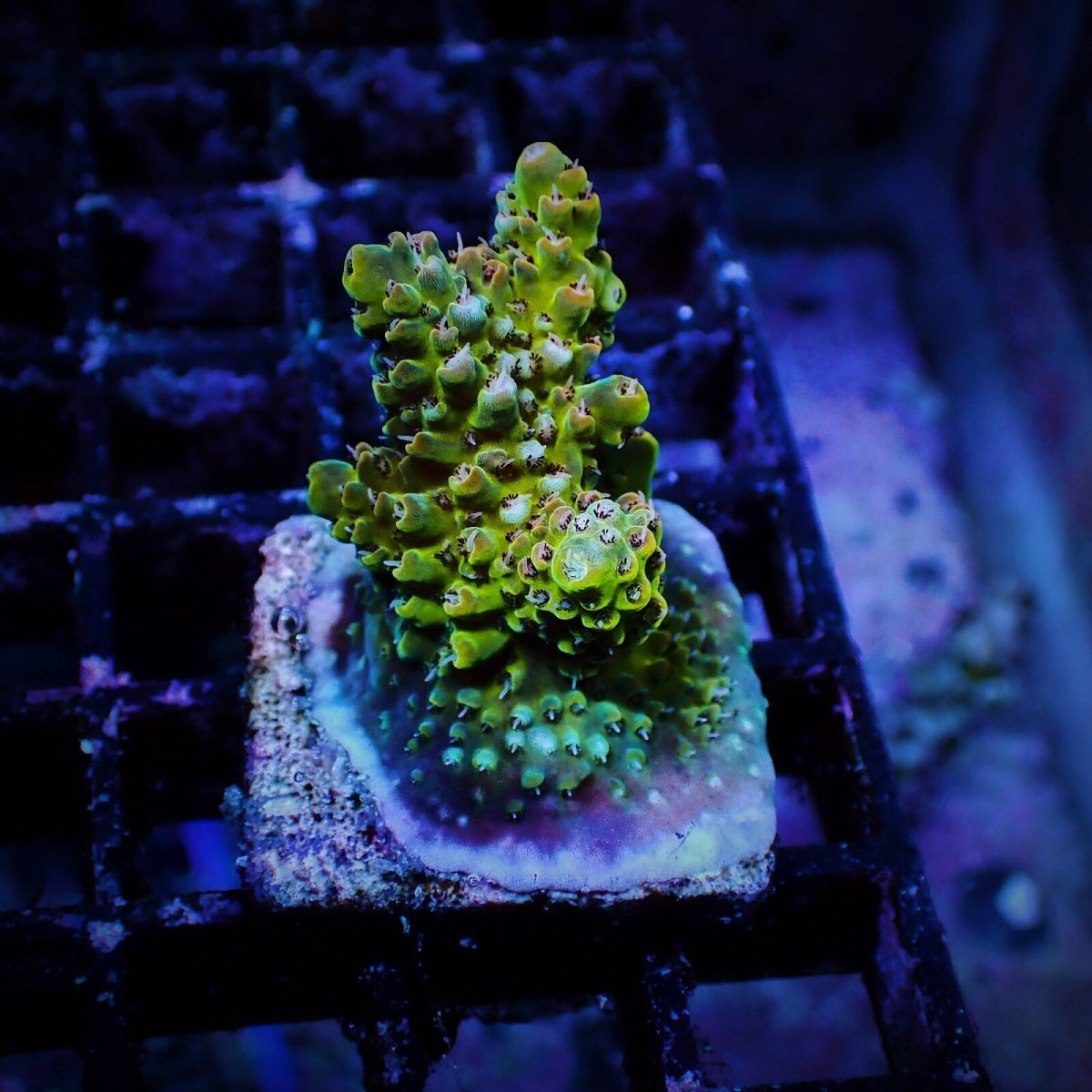 画像2: N's Acropora Frag sp. (2)