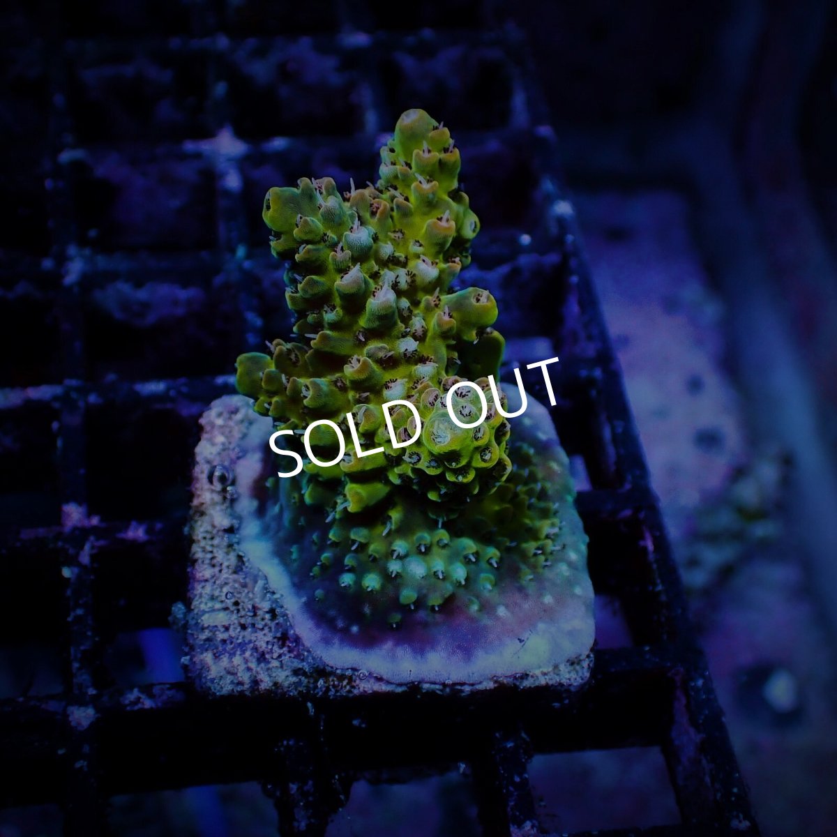 画像2: N's Acropora Frag sp. (2)
