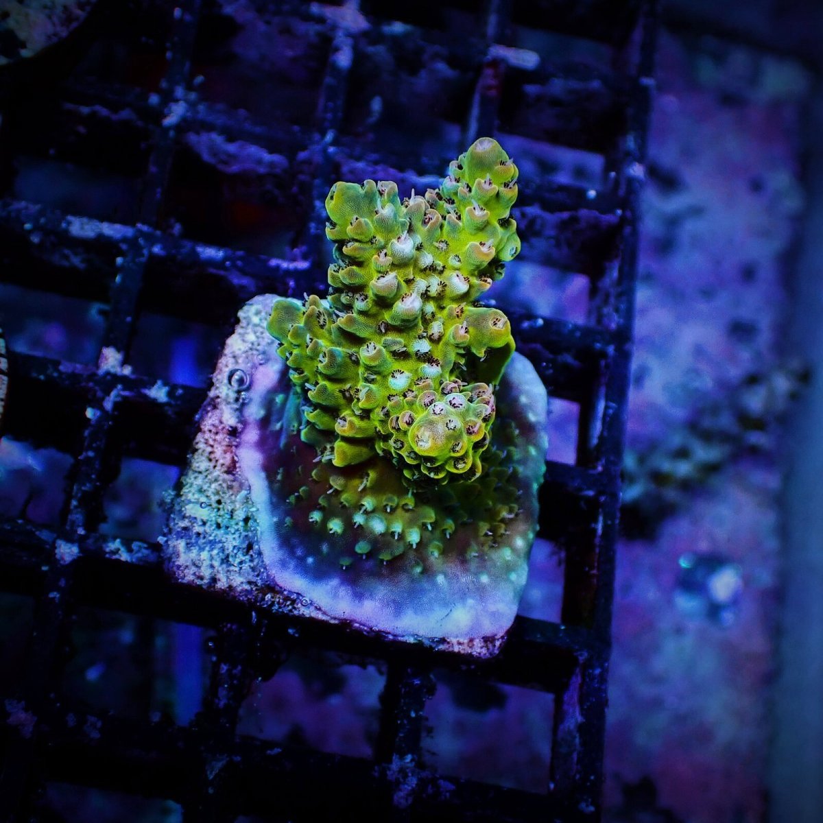 画像1: N's Acropora Frag sp. (1)
