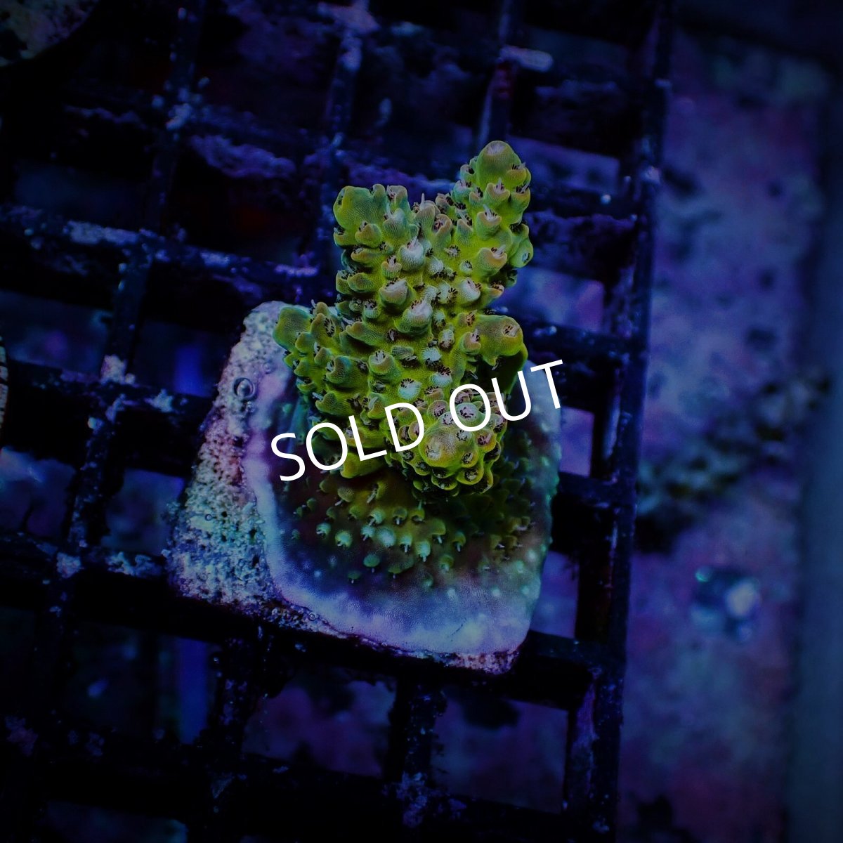 画像1: N's Acropora Frag sp. (1)