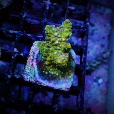 画像1: N's Acropora Frag sp. (1)