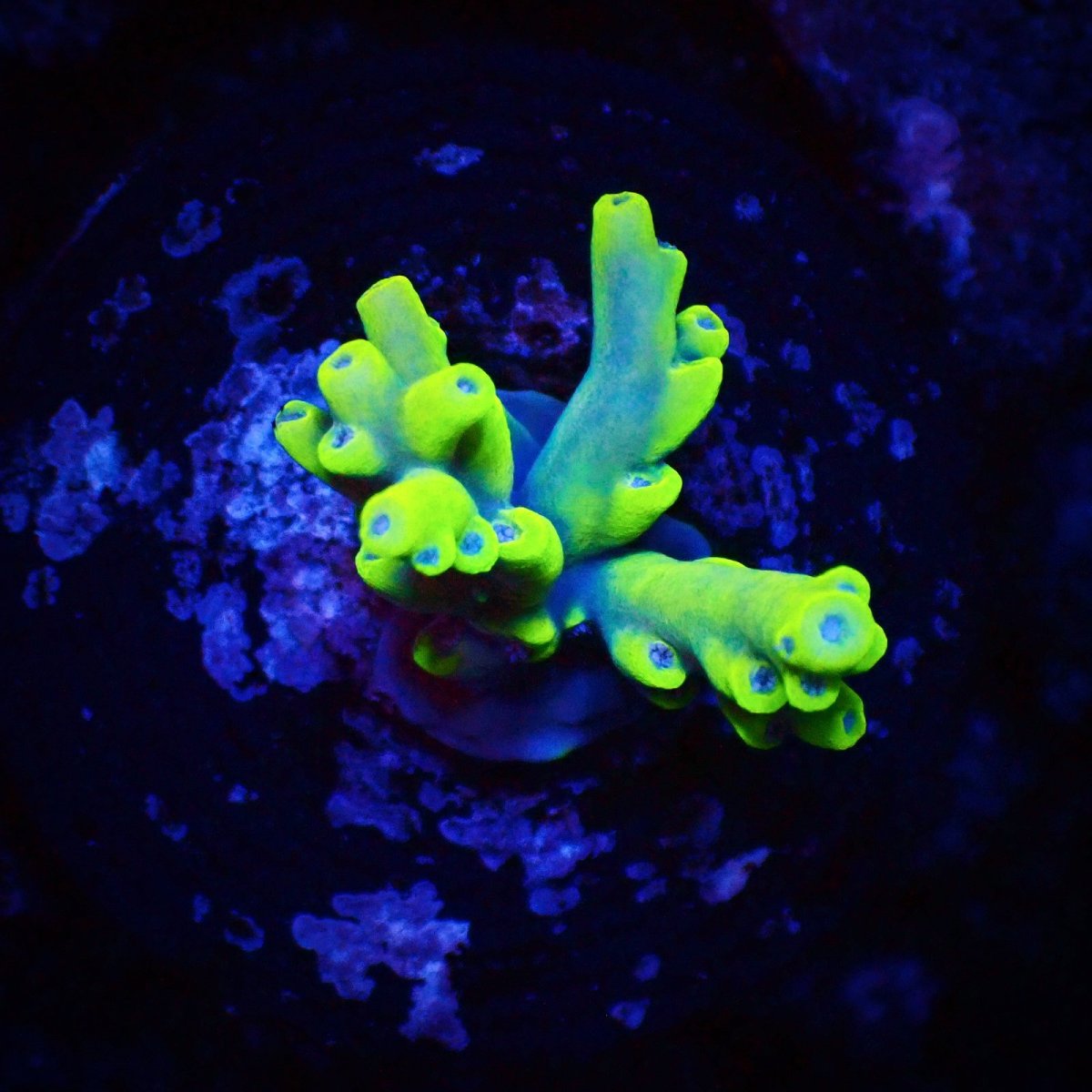 画像1: N's Acro Caroliniana Frag  (1)