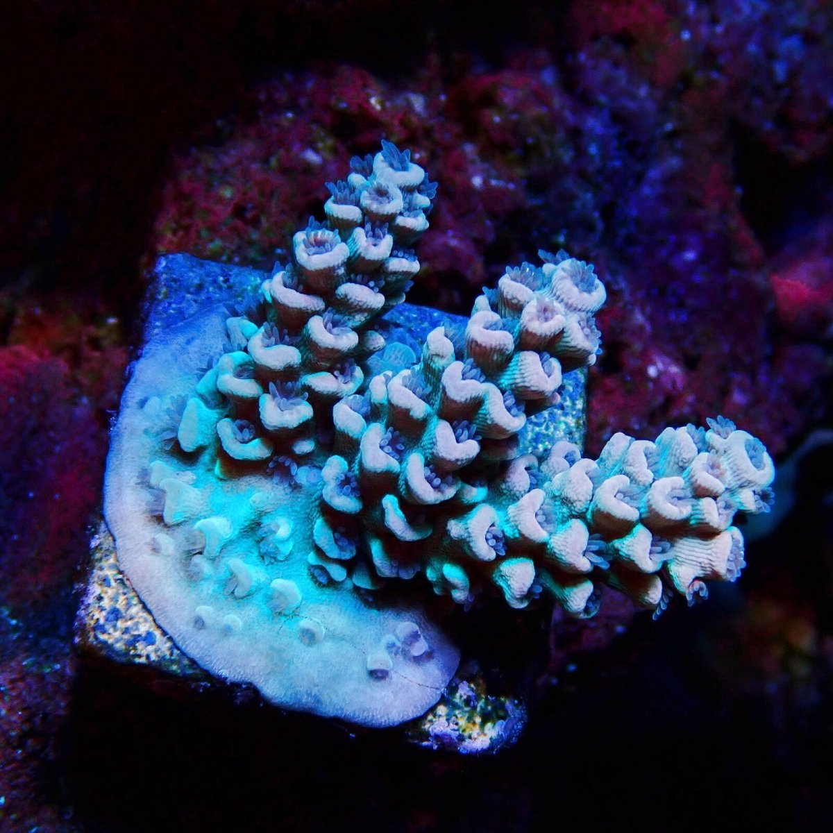画像1: N's Acropora Tenuis Frag   (1)