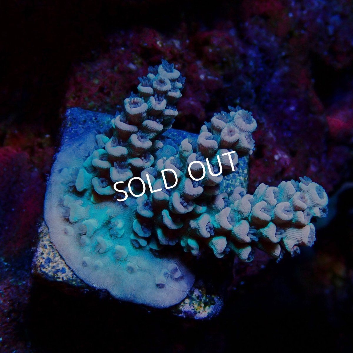 画像1: ■SALE■N's Acropora Tenuis Frag   (1)
