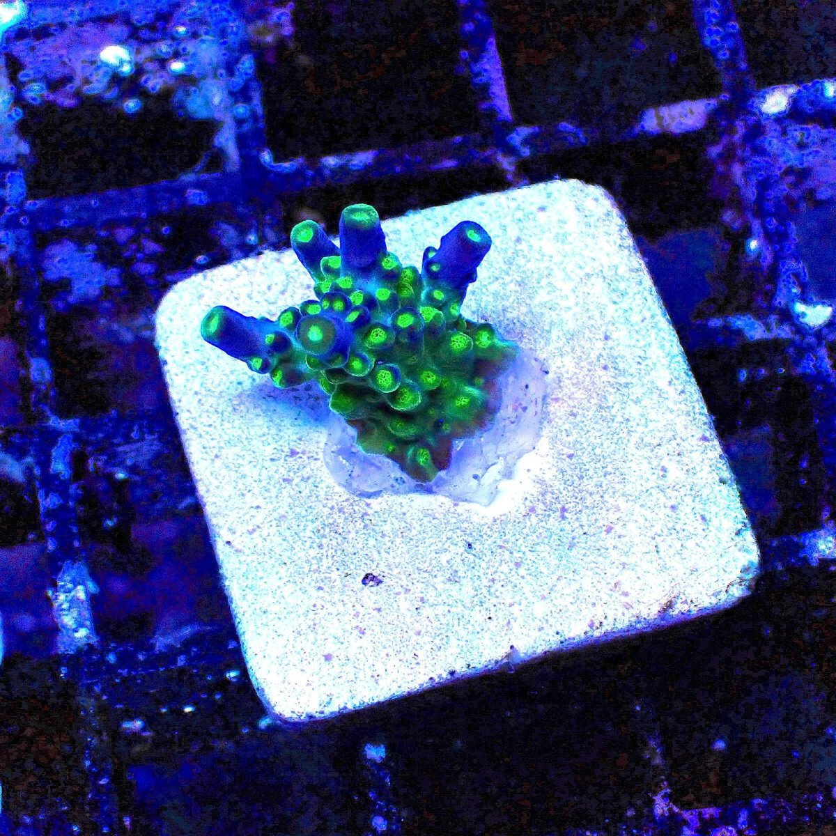 画像1: N's Acro Green Purple Meanie (1)