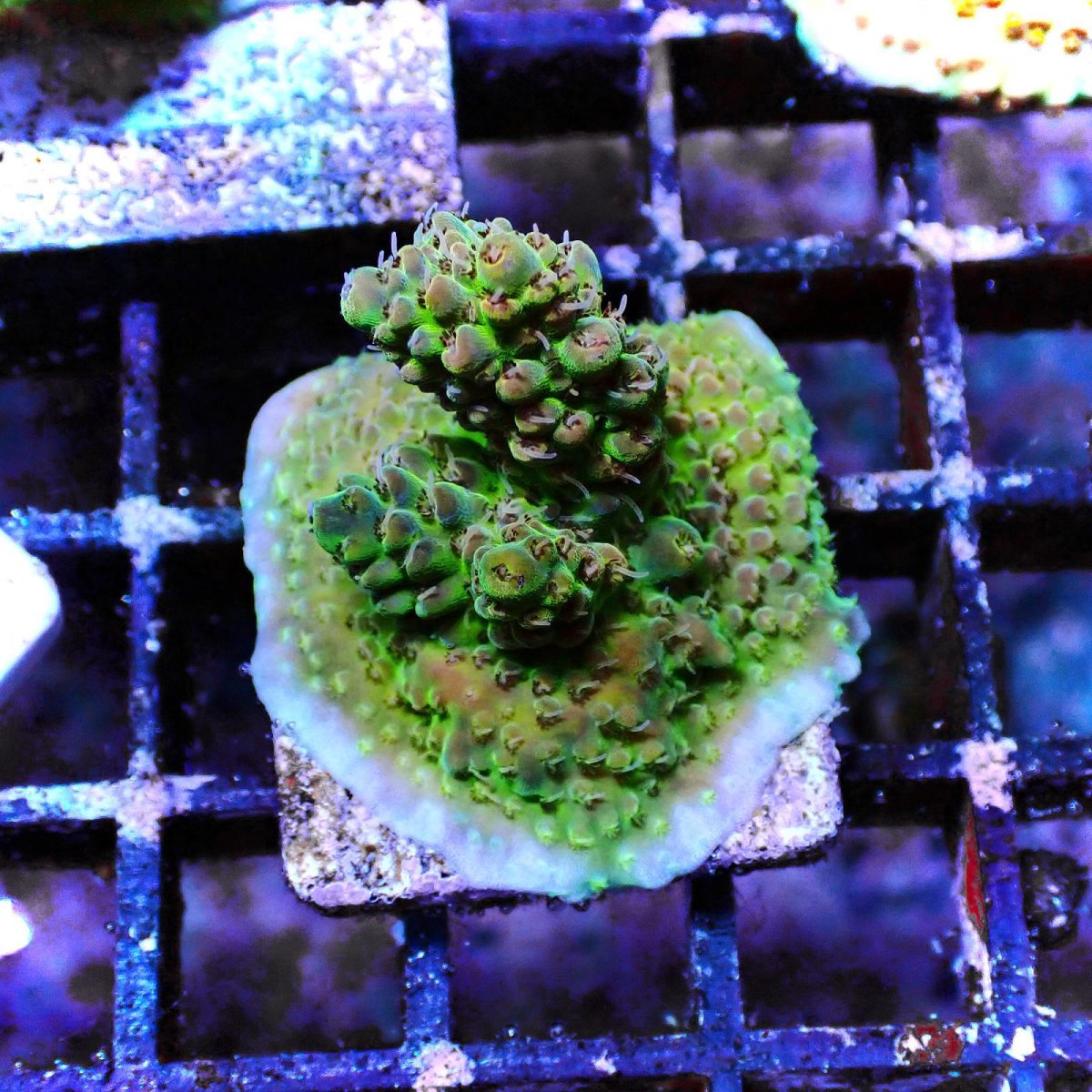 画像2: N's Acropora Frag sp. (2)