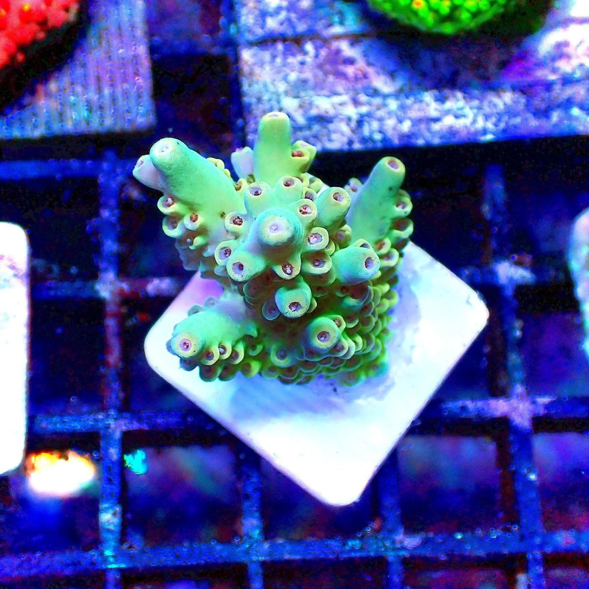 画像1: N's Acropora Frag sp. (1)