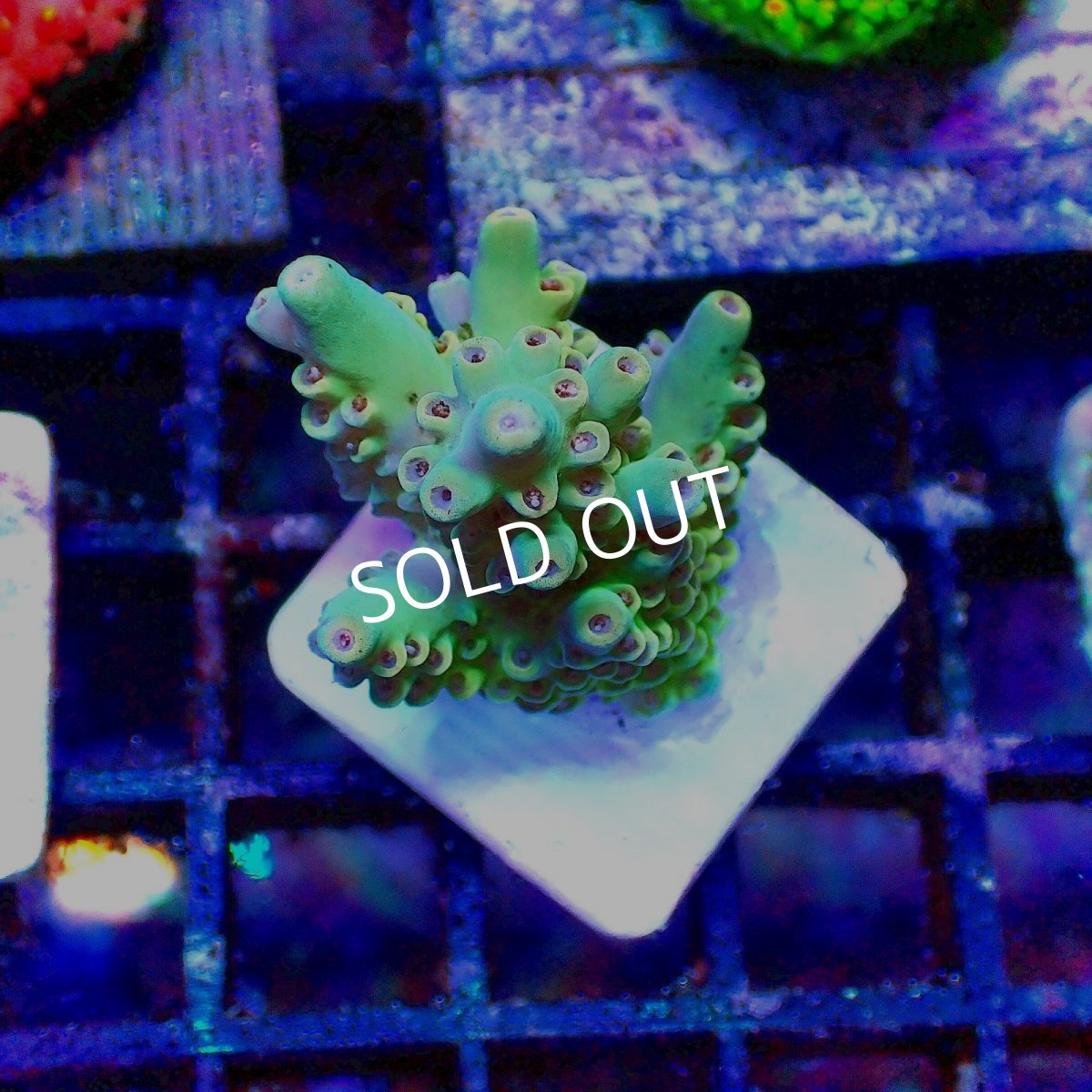 画像1: N's Acropora Frag sp. (1)