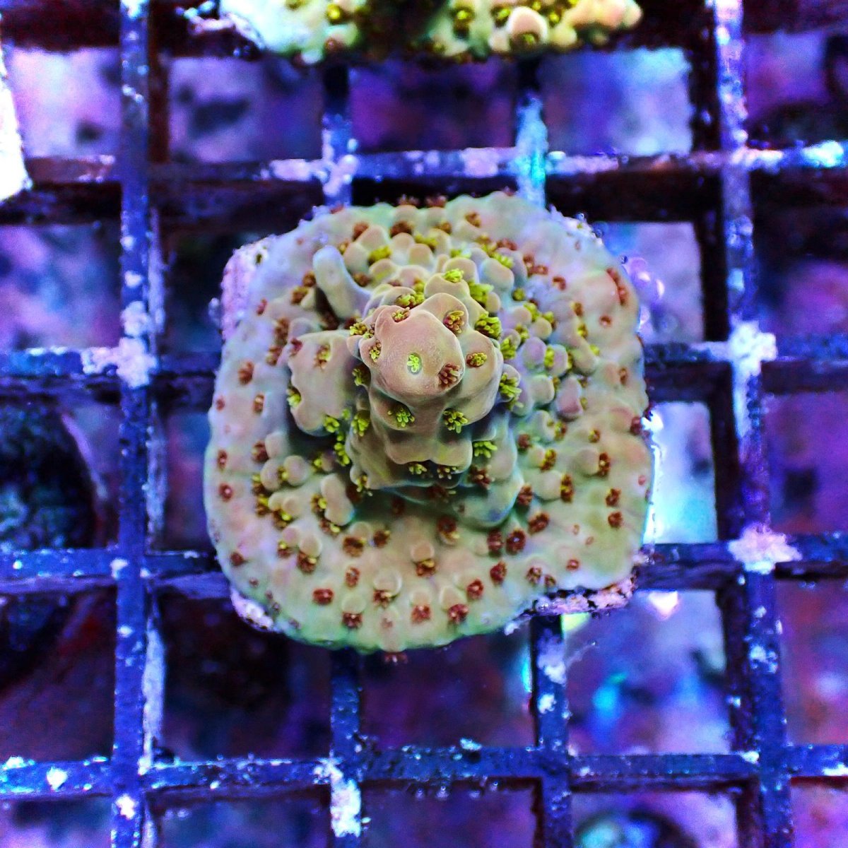 画像1: N's Acro Golden Matador No.1 (1)